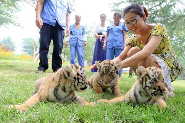 Naciones se unen para ayudar a los tigres