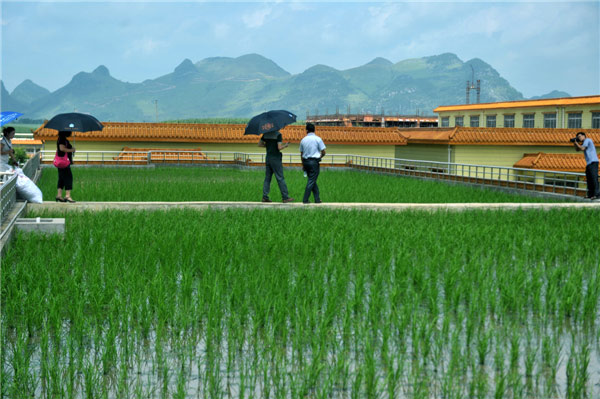 Campo de arroz en el techo mantiene frescos a los trabajadores