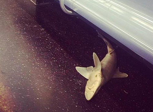 Un tiburón aparece en el metro de Nueva York