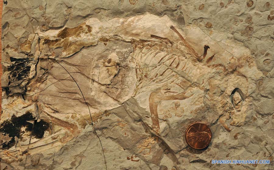 Fósil descubierto en norte de China arroja luz sobre evolución de los primeros mamíferos