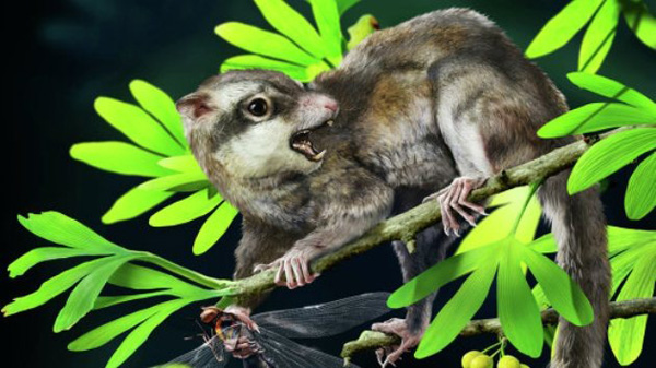 Hallan en China los restos de los posibles ancestros más antiguos de los mamíferos