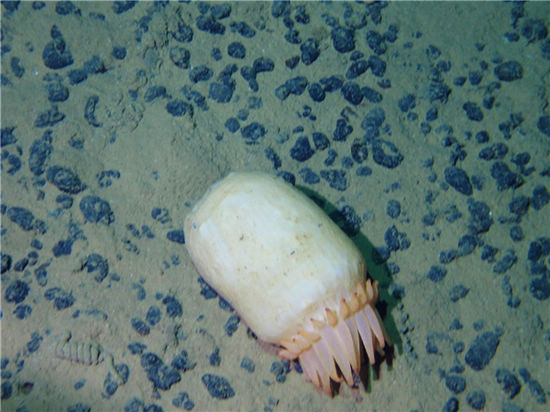 Anémona de mar, un animal depredador que vive en el agua, fue observada durante la expedición del Jiaolong, un submarino tripulado chino de investigaciones en aguas profundas, en las aguas del noreste del océano Pacífico, el 11 de agosto. (Foto: Xinhua)