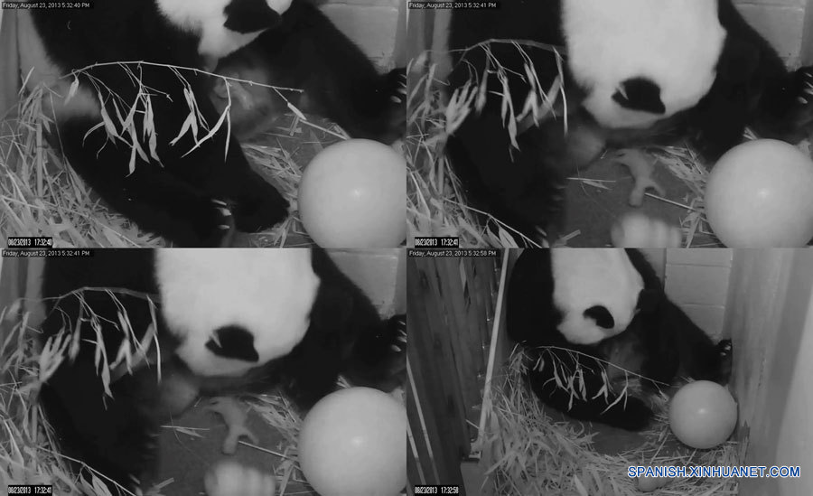 Nace panda en Zoológico Nacional en Washington 