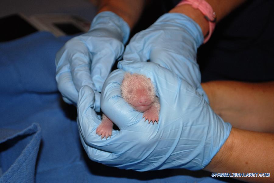 Osezno panda recién nacido en zoológico de Washington se encuentra bien