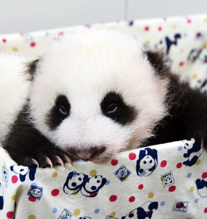Nuevo libro revela la vida interior de los pandas gigantes