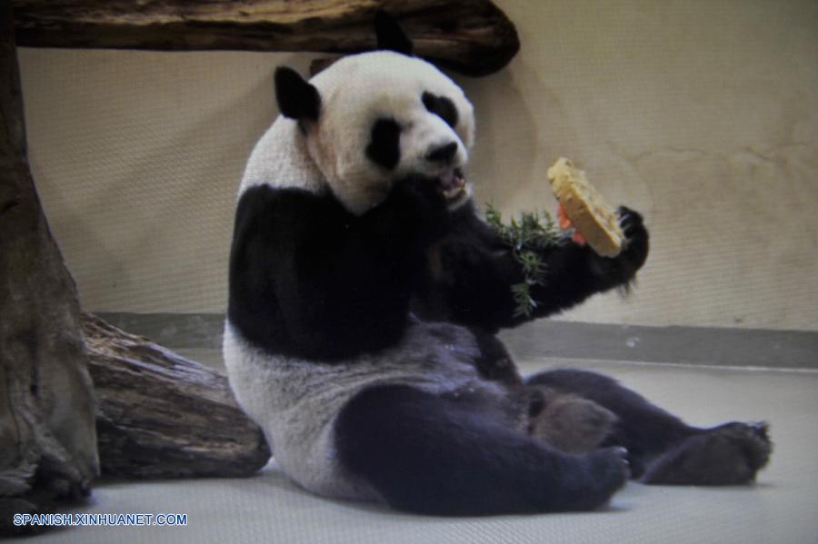 Pandas gigantes, Tuantuan y Yuanyuan, celebran su 9 cumpleaños en Taipei