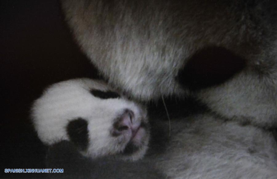 Pandas gigantes, Tuantuan y Yuanyuan, celebran su 9 cumpleaños en Taipei