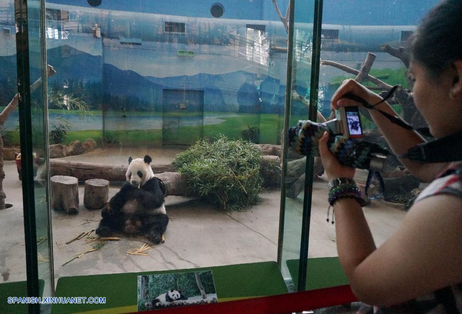 Pandas gigantes, Tuantuan y Yuanyuan, celebran su 9 cumpleaños en Taipei