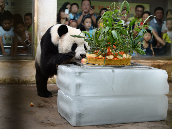 Panda cumple 8 años en zoo en centro de China