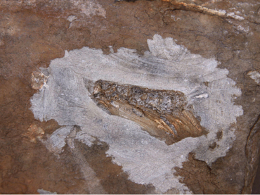 Descubren fósil de presunto pez volador en el norte de Perú