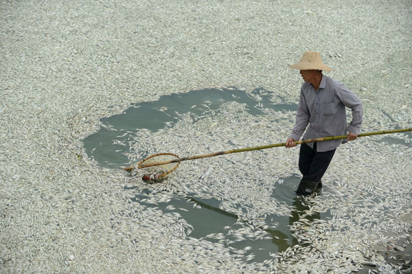 Contaminación mata peces en río en centro de China