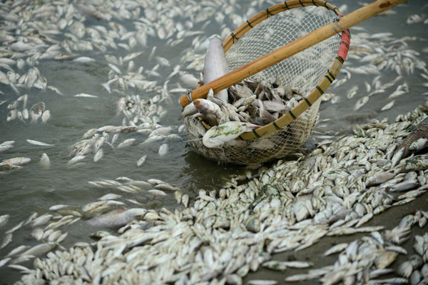 Contaminación mata peces en río en centro de China