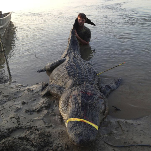 Capturan cocodrilo gigante en el río Mississippi
