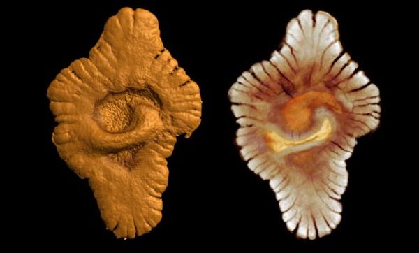 Fósil de organismo antiguo misterioso