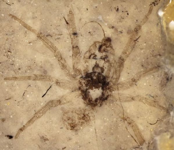 Araña fosilizada
