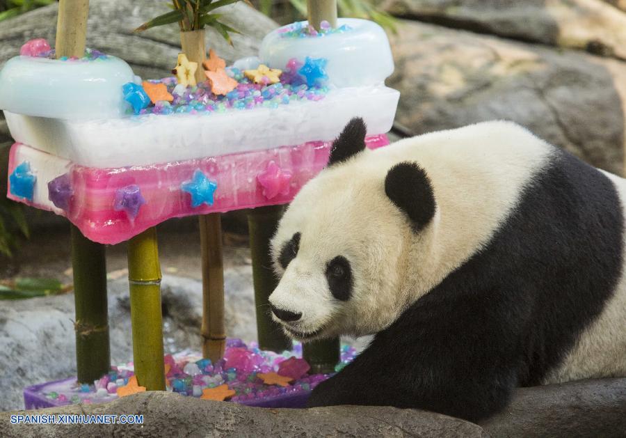 Panda gigante "Bai Yun" celebra su 22 años en EEUU
