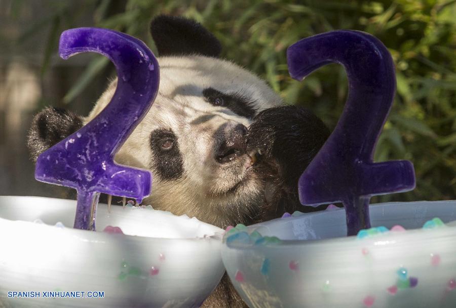 Panda gigante "Bai Yun" celebra su 22 años en EEUU