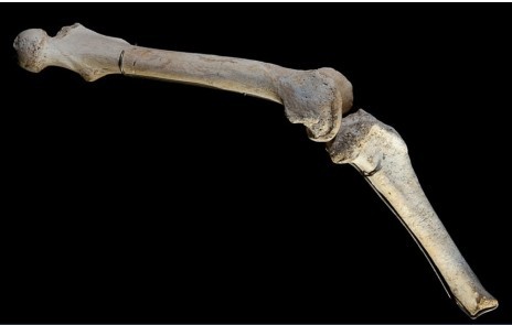 Descifran ADN de un oso cavernario de hace 400.000 años en España