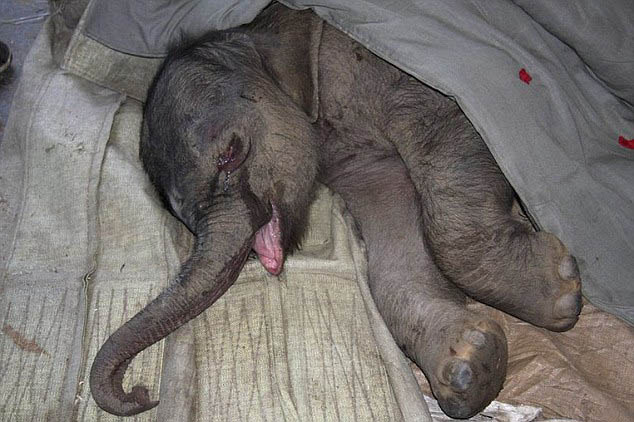 Elefante abandonado por madre llora 5 horas
