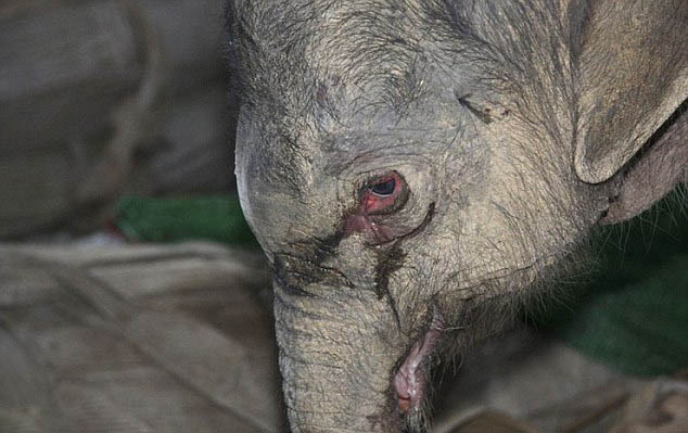 Elefante abandonado por madre llora 5 horas (2)
