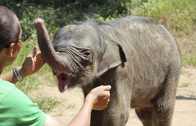 Elefante abandonado por madre llora 5 horas (4)