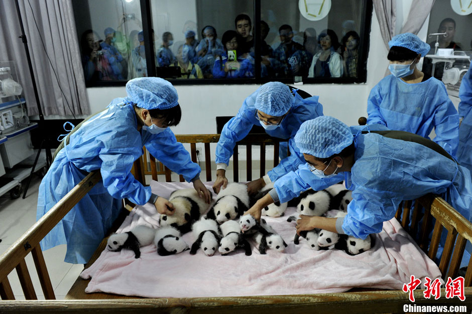 Presentación pública de los 14 pandas gigantes recién nacidos en Chengdu