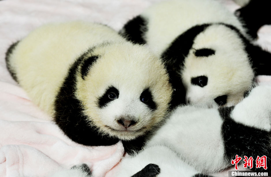 Presentación pública de los 14 pandas gigantes recién nacidos en Chengdu