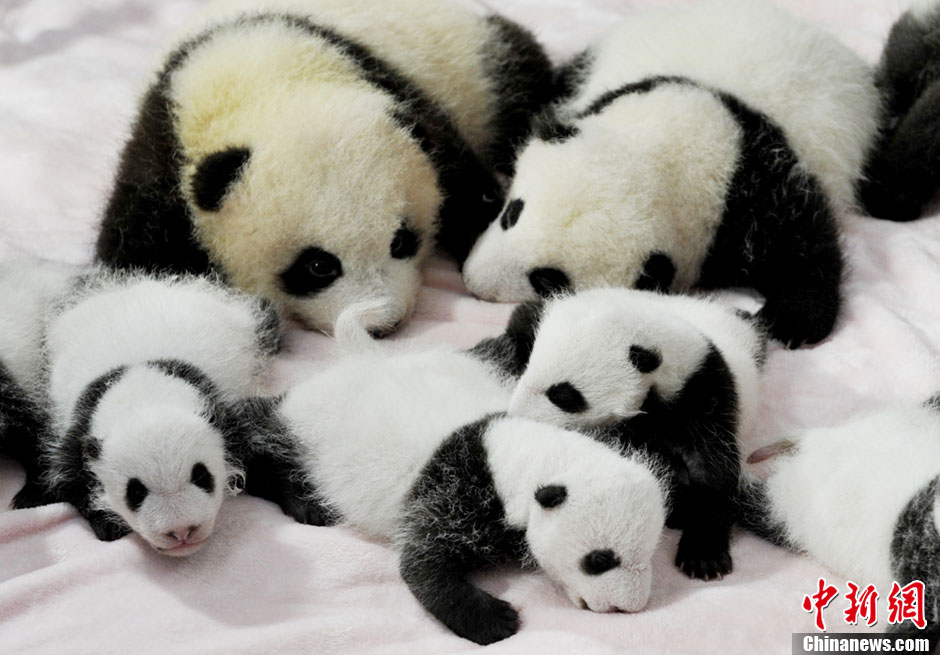Presentación pública de los 14 pandas gigantes recién nacidos en Chengdu