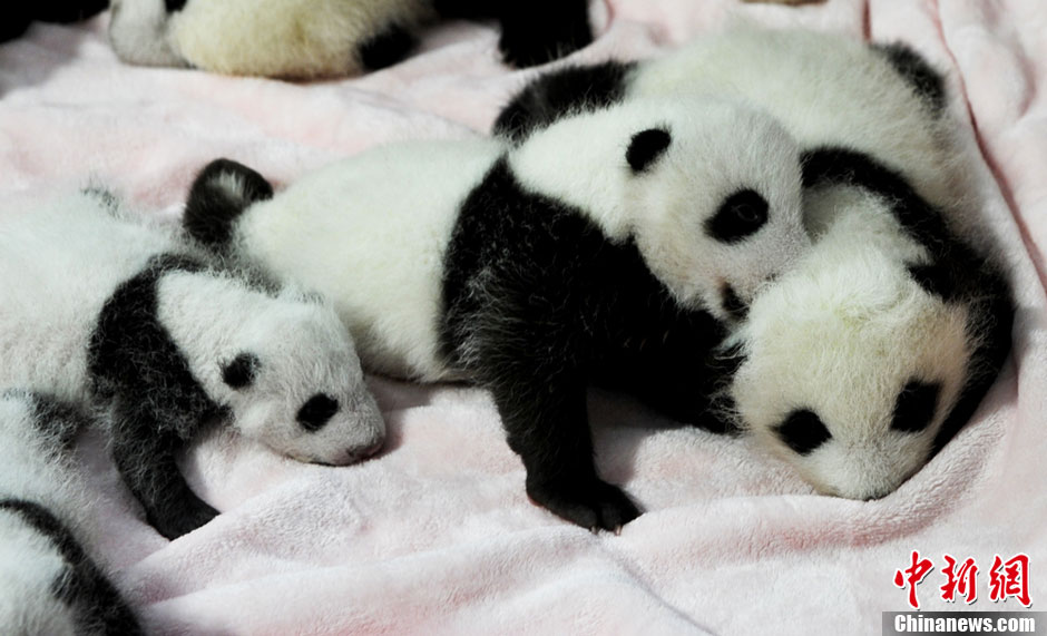 Presentación pública de los 14 pandas gigantes recién nacidos en Chengdu