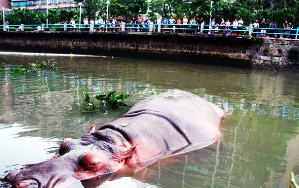 Un hipopótamo se escapa durante las inundaciones del tifón Usagi
