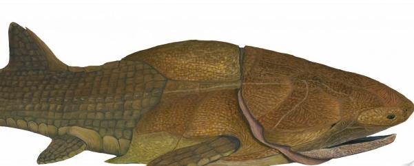 Científicos chinos descubren el fósil más antiguo de un pez con mandíbula moderna
