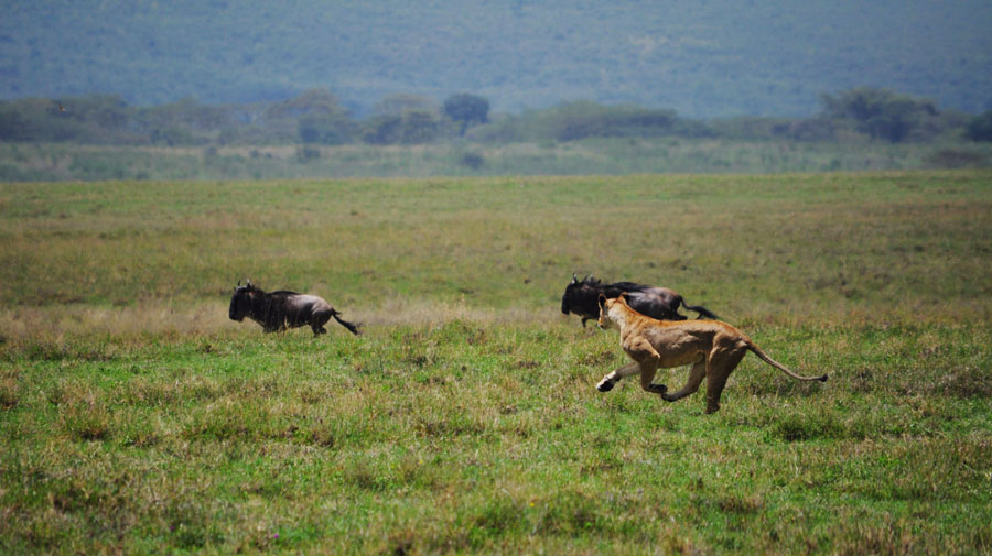 Viviendo entre leones