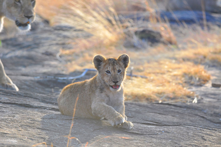 Viviendo entre leones