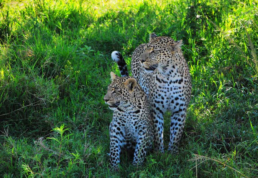 Viviendo entre leones