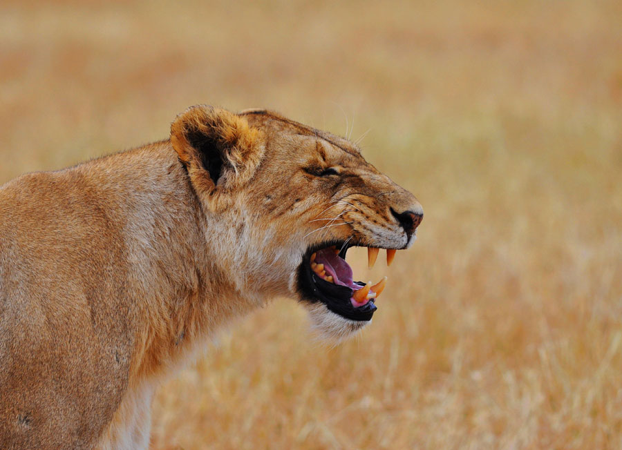 Viviendo entre leones