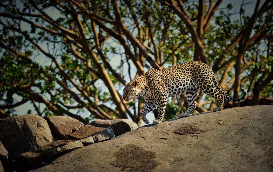 Viviendo entre leones