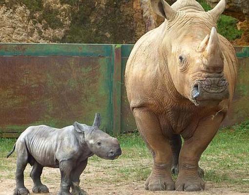 Nace un rinoceronte blanco en Parque de Cabárceno