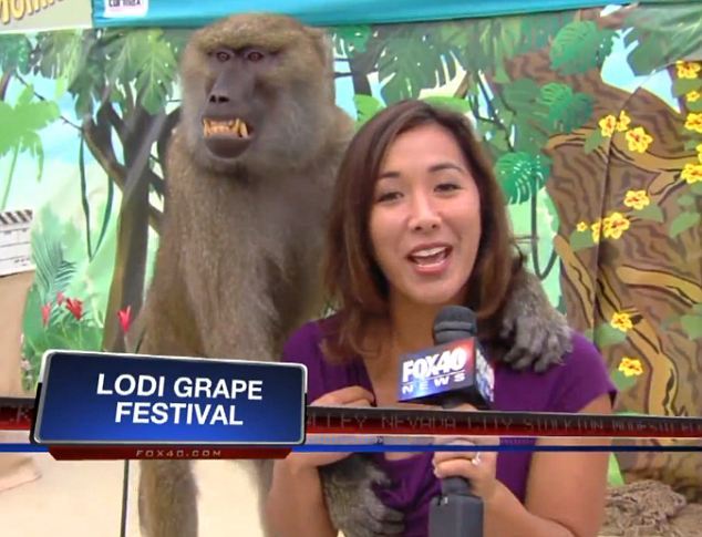 Mono babuino grosero agarra seno de reportera