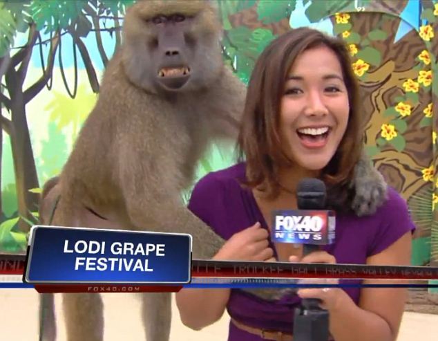 Mono babuino grosero agarra seno de reportera