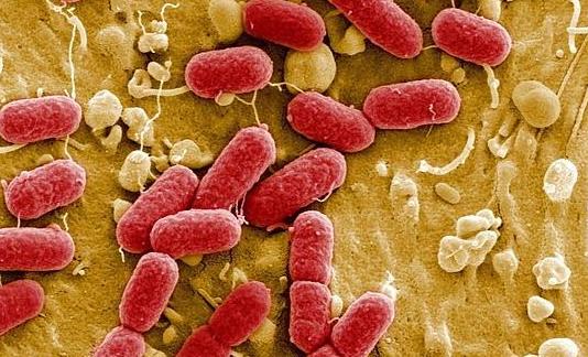 Inventan gasolina con una bacteria que vive en el intestino y causa diarrea