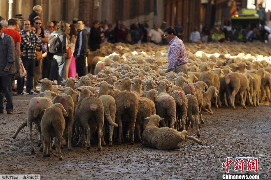 2.000 ovejas recorrieron las calles de Madrid