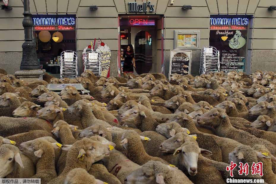 2.000 ovejas recorrieron las calles de Madrid