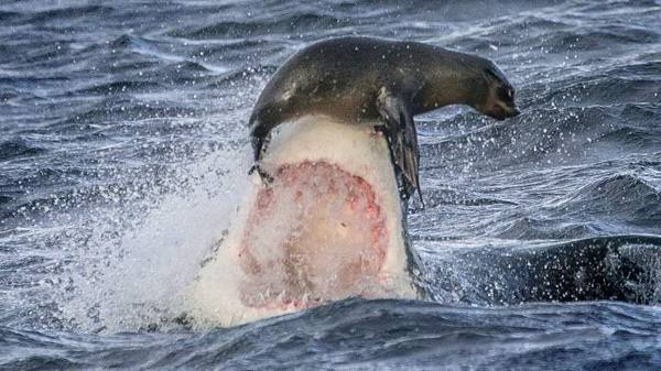 Una foca escapa por poco del ataque de un tiburón blanco