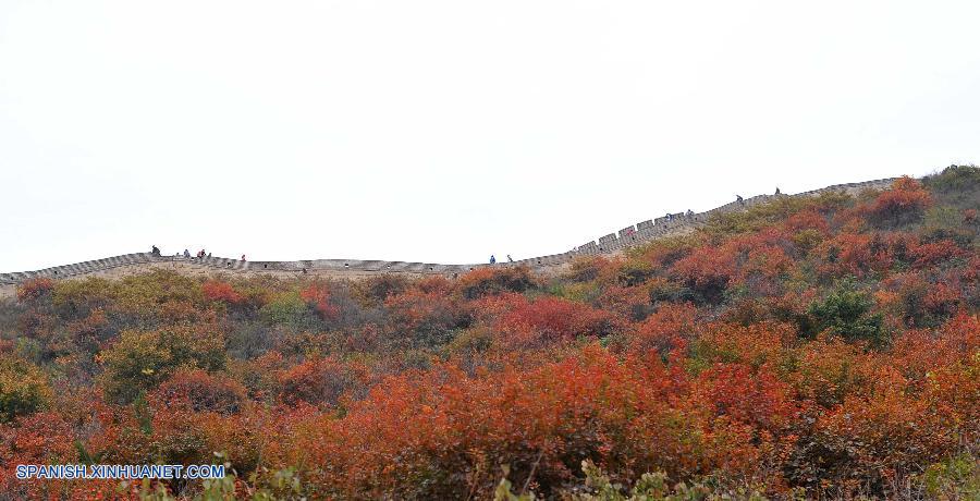 Hojas rojas de arce anuncian la llegada del otoño en la Gran Muralla