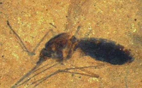 Encuentran el primer fósil de mosquito con sangre en el estómago