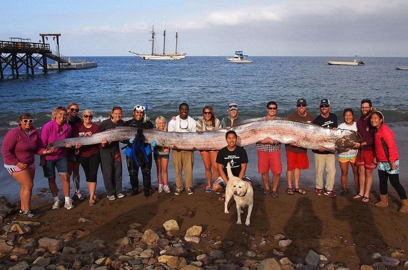 Buceador de California captura serpiente marina de seis metros de largo