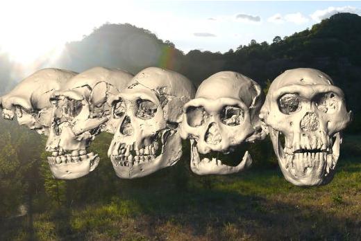Un nuevo cráneo reabre el debate de la evolución humana