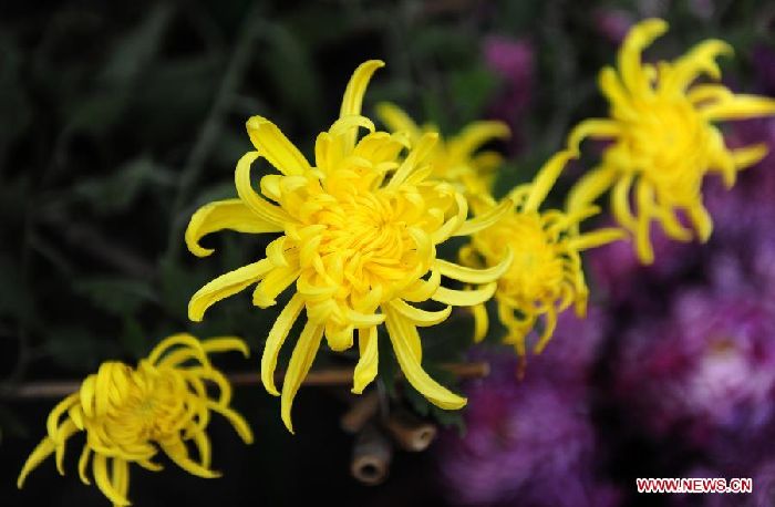 Exhibición de Crisantemos de Wuhan (5)