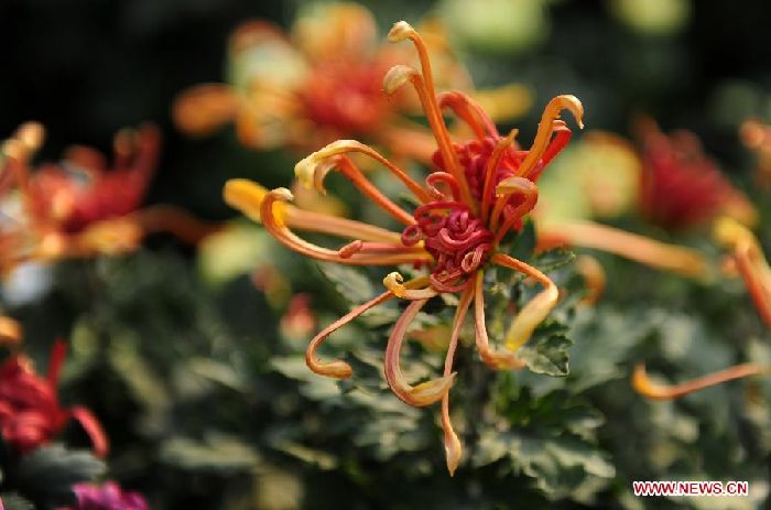 Exhibición de Crisantemos de Wuhan (7)