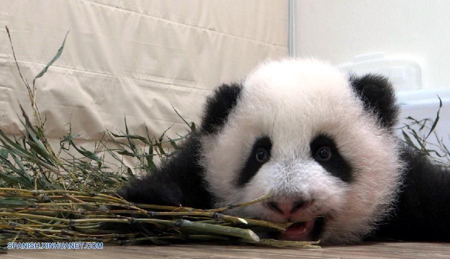Vida feliz del osito panda Yuanzai